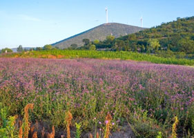 鼎点注册景区票务系统和西山花海景区达成合作协议